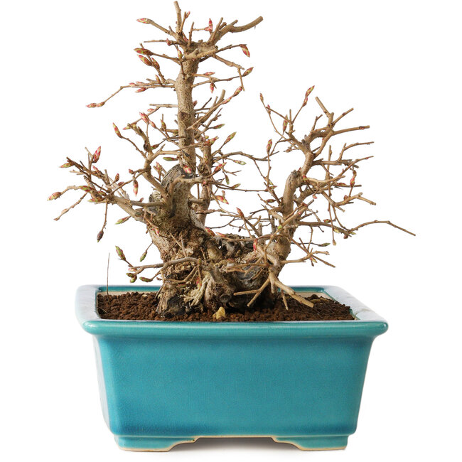 Carpinus coreana, 19 cm, ± 20 years old