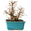 Carpinus coreana, 19 cm, ± 20 jaar oud