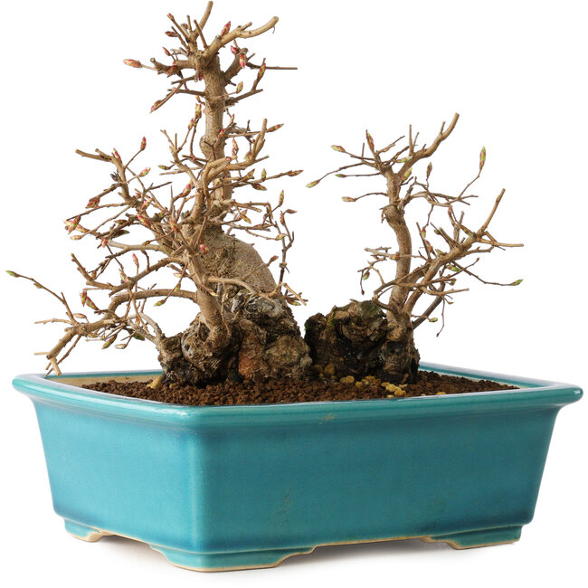 Carpinus coreana, 19 cm, ± 20 years old