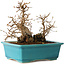 Carpinus coreana, 19 cm, ± 20 jaar oud