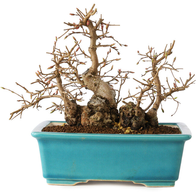 Carpinus coreana, 19 cm, ± 20 Jahre alt