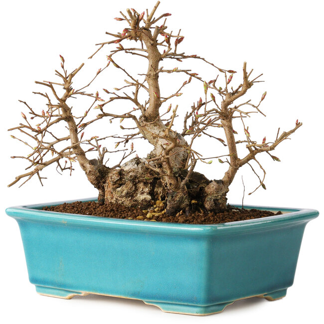 Carpinus coreana, 19 cm, ± 20 Jahre alt