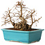 Carpinus coreana, 19 cm, ± 20 jaar oud