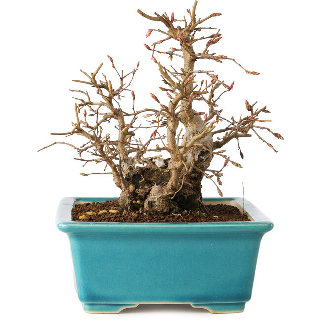 Carpinus coreana, 19 cm, ± 20 jaar oud