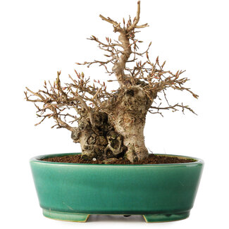 Carpinus coreana, 21 cm, ± 20 jaar oud