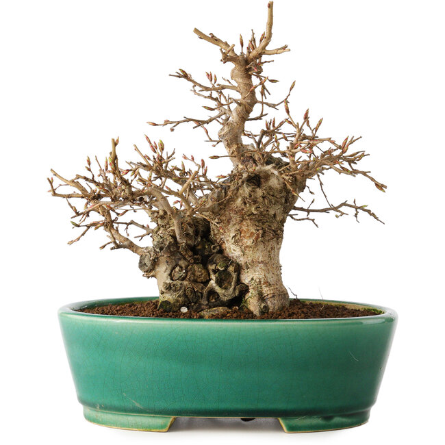 Carpinus coreana, 21 cm, ± 20 Jahre alt