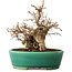 Carpinus coreana, 21 cm, ± 20 jaar oud