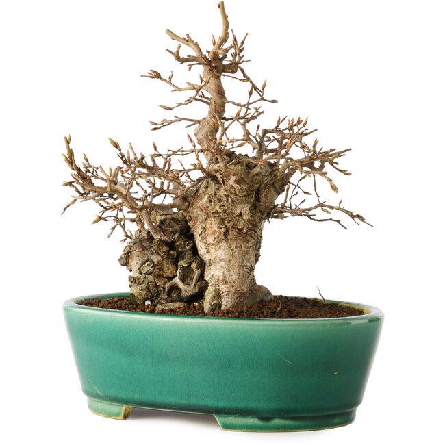 Carpinus coreana, 21 cm, ± 20 years old