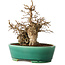 Carpinus coreana, 21 cm, ± 20 jaar oud