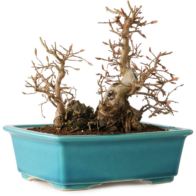 Carpinus coreana, 19 cm, ± 20 years old