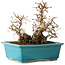Carpinus coreana, 19 cm, ± 20 jaar oud