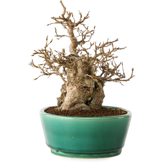 Carpinus coreana, 21 cm, ± 20 years old