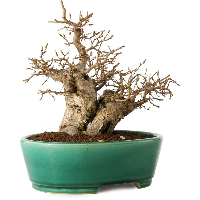 Carpinus coreana, 21 cm, ± 20 años