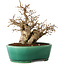 Carpinus coreana, 21 cm, ± 20 Jahre alt