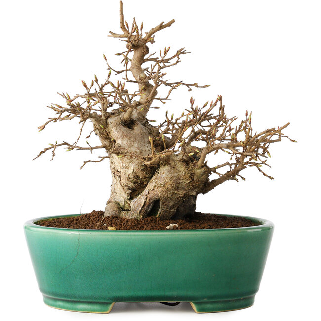 Carpinus coreana, 21 cm, ± 20 jaar oud