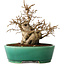 Carpinus coreana, 21 cm, ± 20 jaar oud