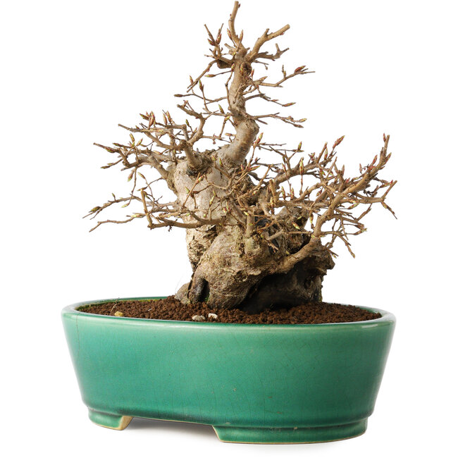 Carpinus coreana, 21 cm, ± 20 Jahre alt
