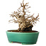 Carpinus coreana, 21 cm, ± 20 jaar oud