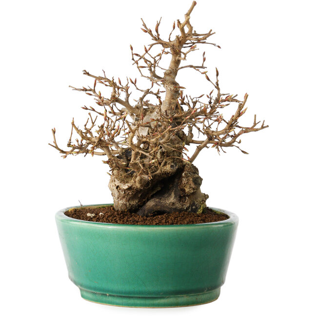 Carpinus coreana, 21 cm, ± 20 years old