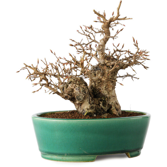 Carpinus coreana, 21 cm, ± 20 anni