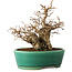 Carpinus coreana, 21 cm, ± 20 Jahre alt