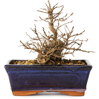 Carpinus coreana, 13 cm, ± 20 jaar oud
