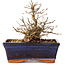 Carpinus coreana, 13 cm, ± 20 anni