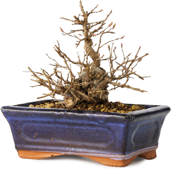 Carpinus coreana, 13 cm, ± 20 years old