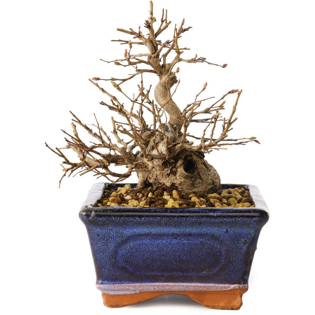 Carpinus coreana, 13 cm, ± 20 years old