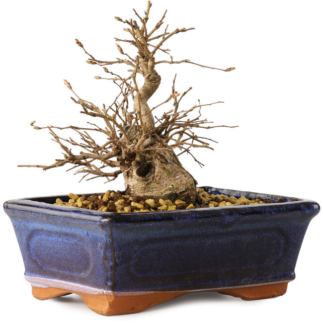 Carpinus coreana, 13 cm, ± 20 years old