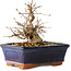 Carpinus coreana, 13 cm, ± 20 jaar oud