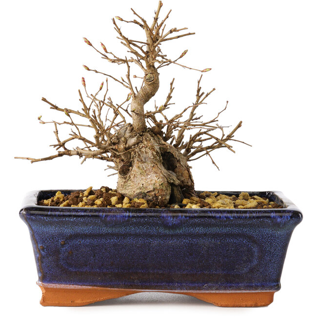Carpinus coreana, 13 cm, ± 20 years old