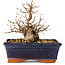 Carpinus coreana, 13 cm, ± 20 anni