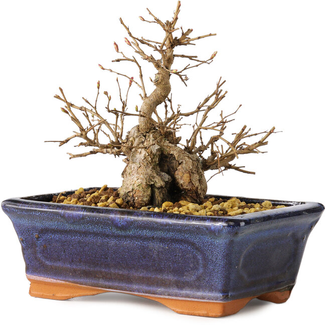 Carpinus coreana, 13 cm, ± 20 Jahre alt