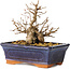 Carpinus coreana, 13 cm, ± 20 jaar oud