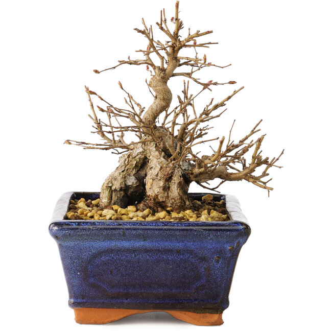 Carpinus coreana, 13 cm, ± 20 años