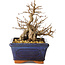 Carpinus coreana, 13 cm, ± 20 jaar oud