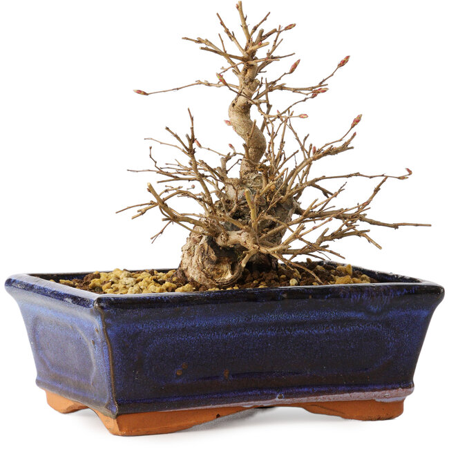 Carpinus coreana, 13 cm, ± 20 años