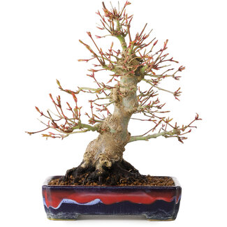Acer palmatum, 21 cm, ± 20 jaar oud