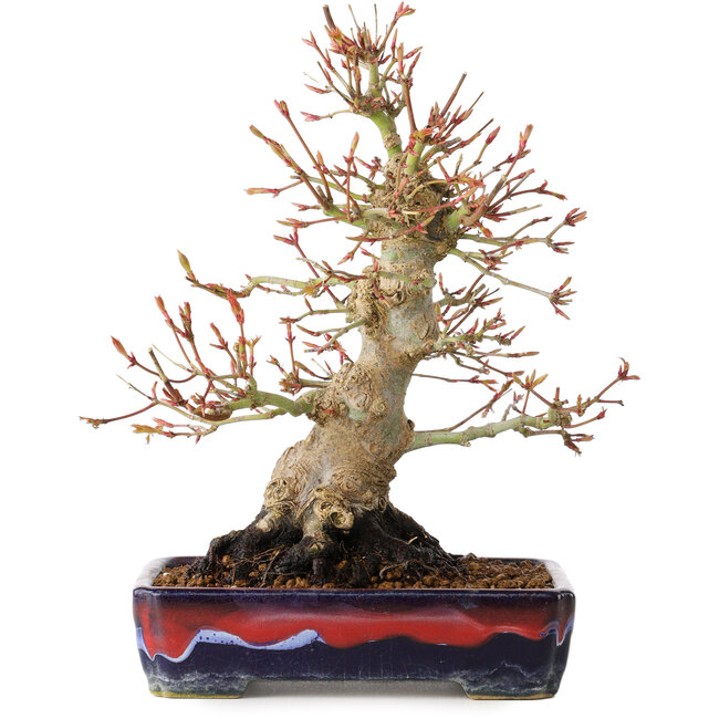 Acer palmatum, 21 cm, ± 20 jaar oud, met een nebari van 10 cm