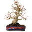 Acer palmatum, 21 cm, ± 20 years old, with a nebari of 10 cm
