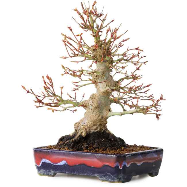 Acer palmatum, 21 cm, ± 20 Jahre alt, mit einem Nebari von 10 cm