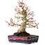 Acer palmatum, 21 cm, ± 20 jaar oud, met een nebari van 10 cm