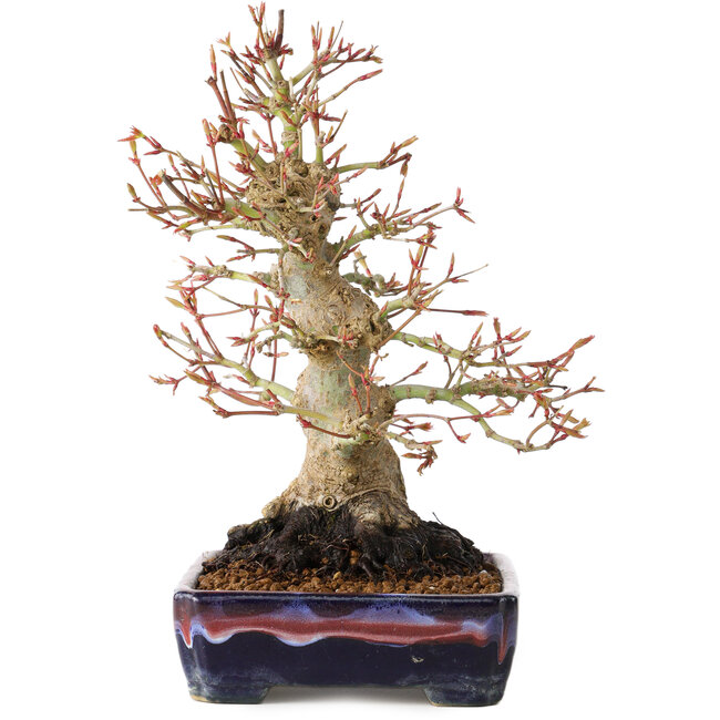 Acer palmatum, 21 cm, ± 20 Jahre alt, mit einem Nebari von 10 cm