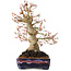 Acer palmatum, 21 cm, ± 20 jaar oud, met een nebari van 10 cm
