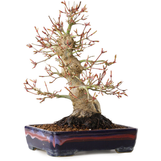 Acer palmatum, 21 cm, ± 20 Jahre alt, mit einem Nebari von 10 cm