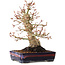 Acer palmatum, 21 cm, ± 20 years old, with a nebari of 10 cm
