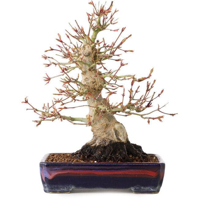 Acer palmatum, 21 cm, ± 20 Jahre alt, mit einem Nebari von 10 cm