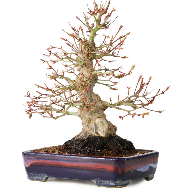Acer palmatum, 21 cm, ± 20 Jahre alt, mit einem Nebari von 10 cm