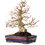 Acer palmatum, 21 cm, ± 20 jaar oud, met een nebari van 10 cm